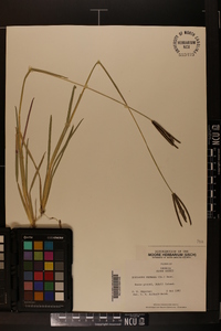 Eustachys petraea image