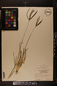 Eustachys petraea image