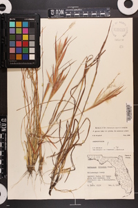 Andropogon gyrans image