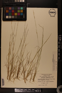 Aristida longespica image