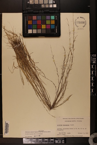 Aristida longespica image