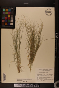 Aristida oligantha image