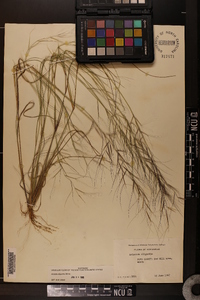 Aristida oligantha image