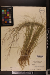 Aristida oligantha image