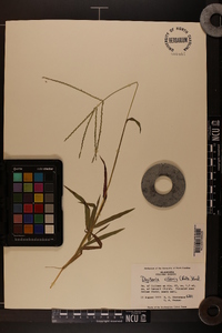 Digitaria ciliaris image