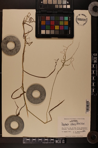 Digitaria ciliaris image