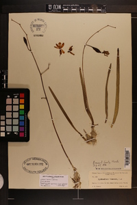 Prosthechea pastoris image