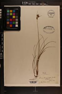 Carex dasycarpa image