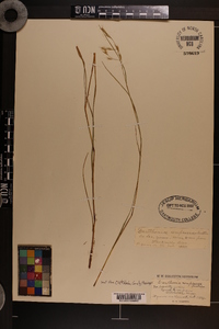 Danthonia compressa image