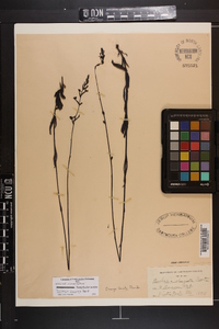 Buchnera floridana image