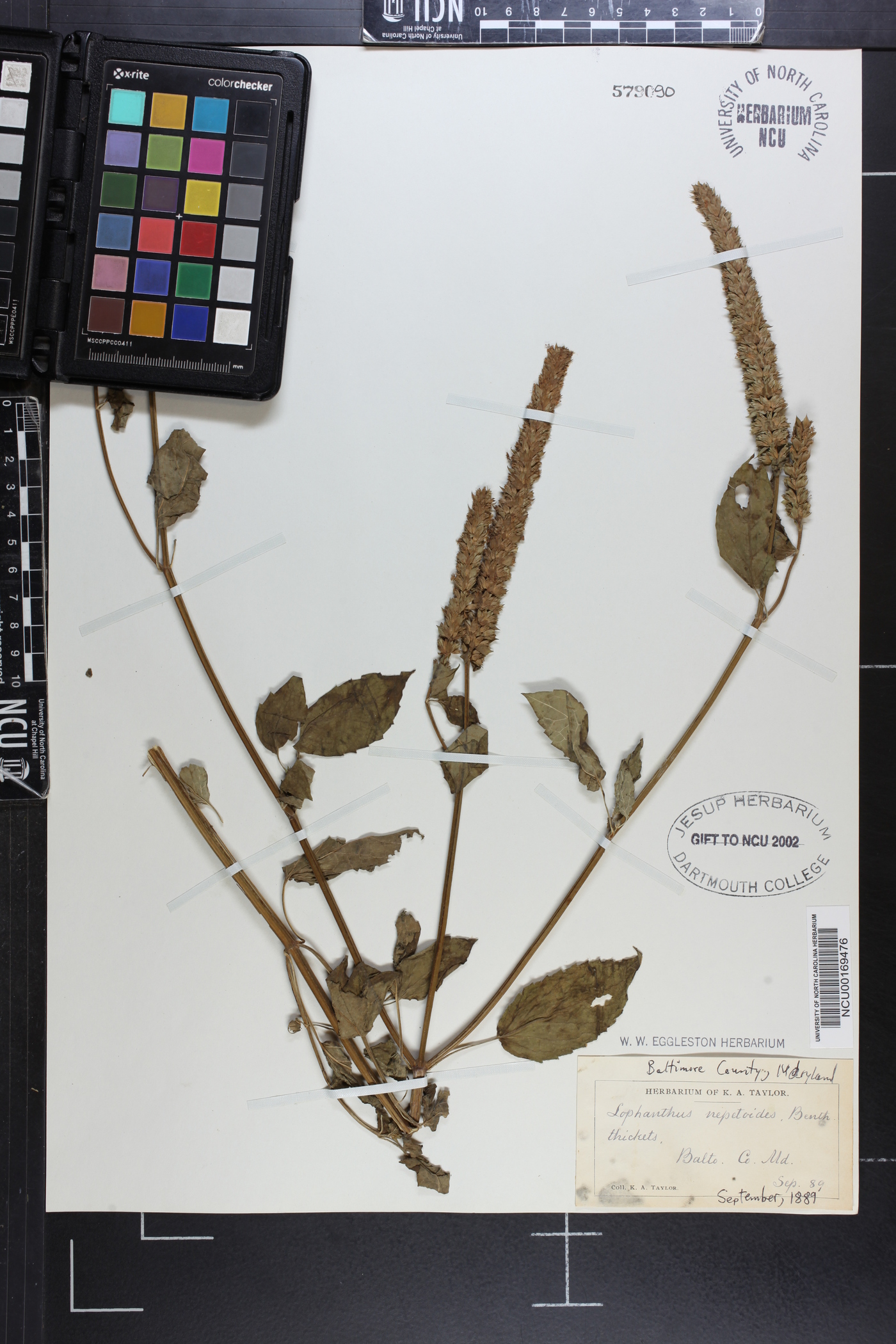 Lophanthus nepetoides image