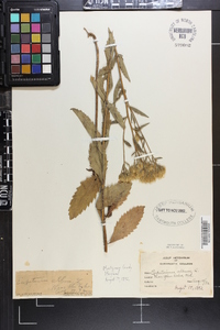 Eupatorium album image