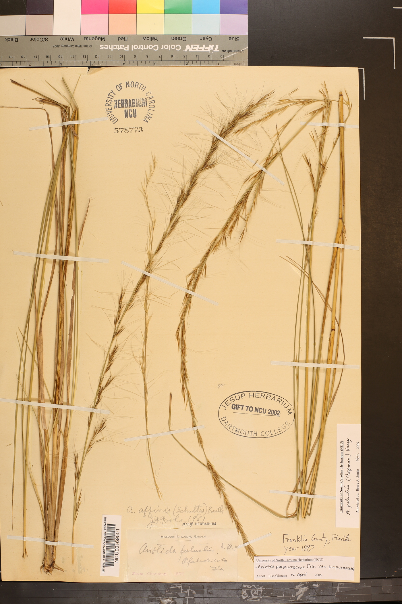 Aristida palustris image