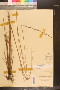 Aristida palustris image