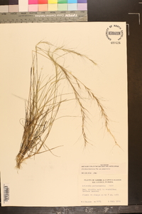 Aristida purpurascens image