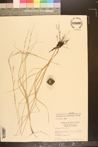 Aristida purpurascens image