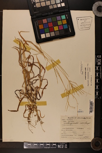 Digitaria ciliaris image