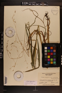 Bromus pubescens image