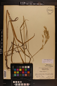 Bromus pubescens image