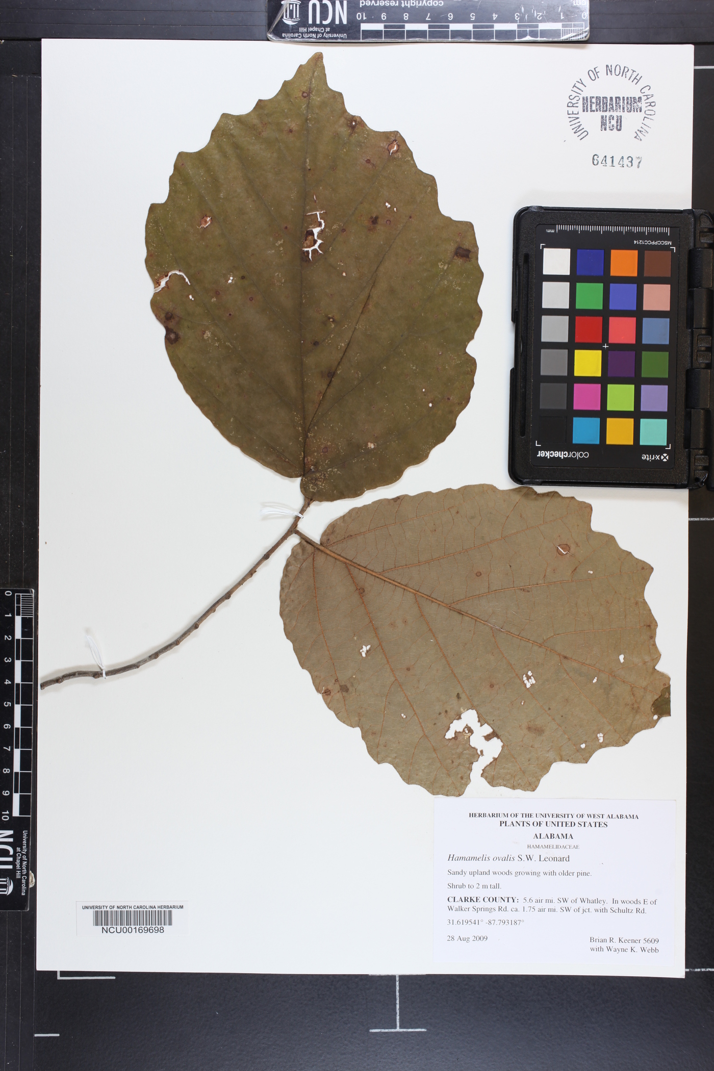Hamamelis ovalis image