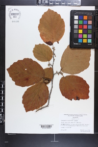 Hamamelis ovalis image