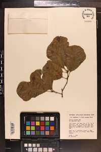 Quercus arkansana image