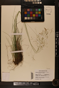 Deschampsia flexuosa image