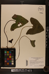 Hexastylis speciosa image