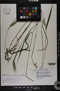 Elymus villosus image