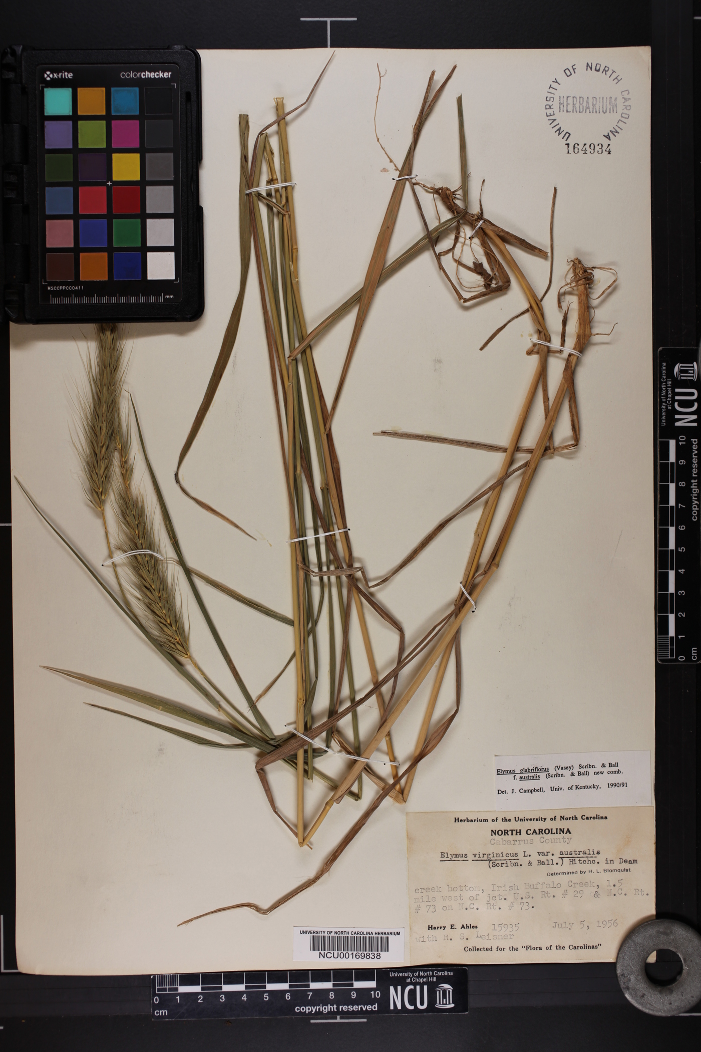 Elymus glabriflorus image