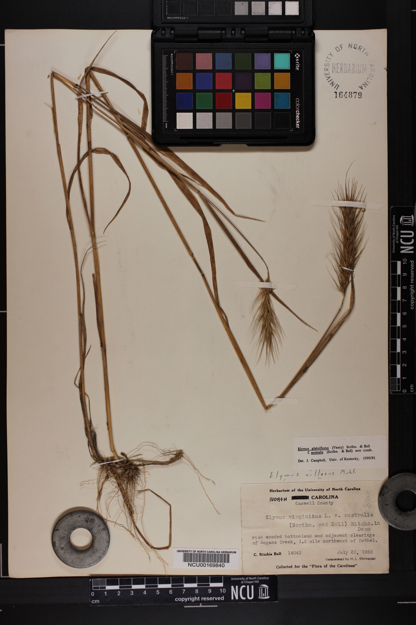 Elymus glabriflorus image