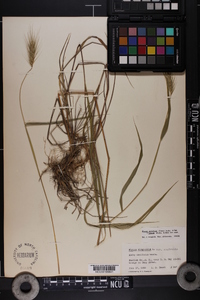 Elymus glabriflorus image