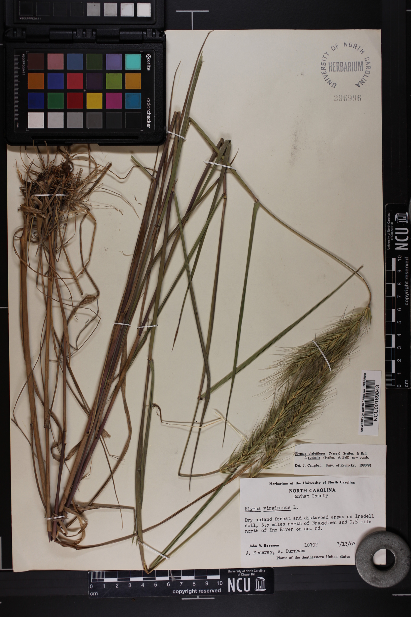 Elymus glabriflorus image