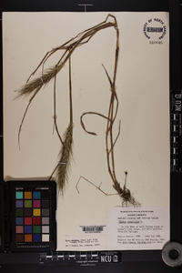 Elymus glabriflorus image