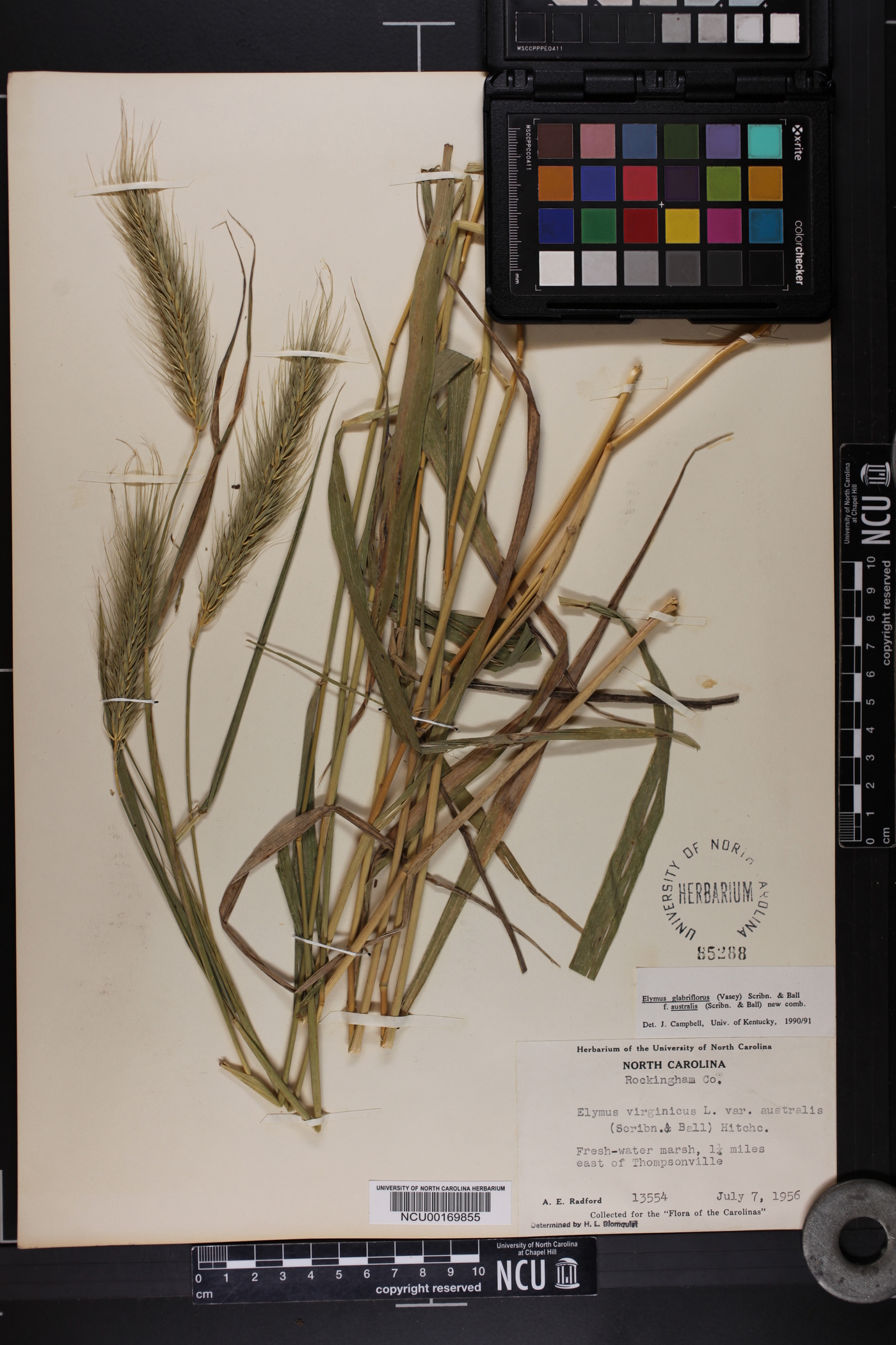 Elymus glabriflorus image