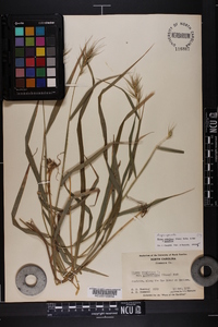 Elymus glabriflorus image