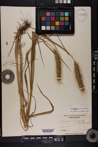 Elymus glabriflorus image