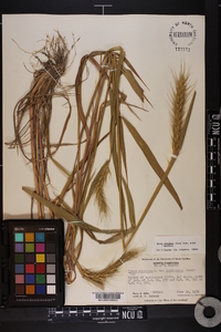 Elymus glabriflorus image