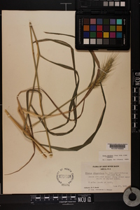 Elymus glabriflorus image