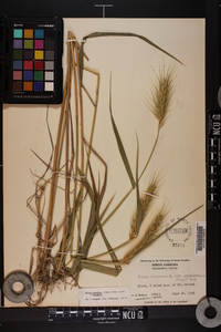 Elymus glabriflorus image