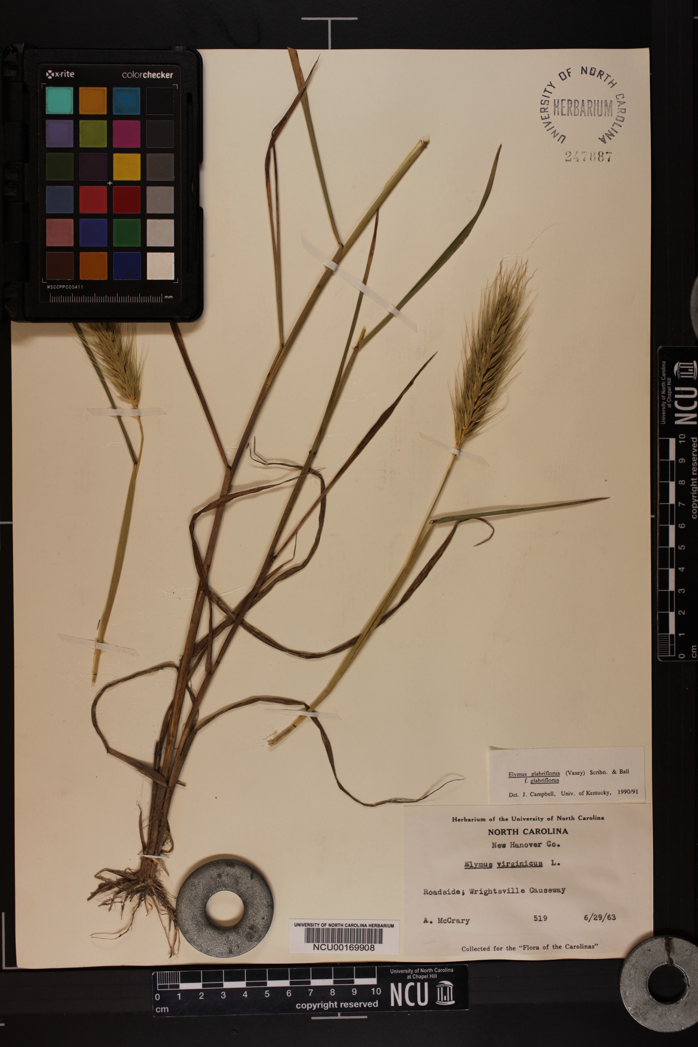 Elymus glabriflorus image