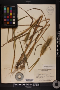 Elymus glabriflorus image