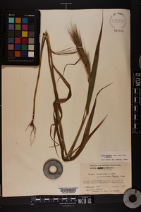 Elymus glabriflorus image