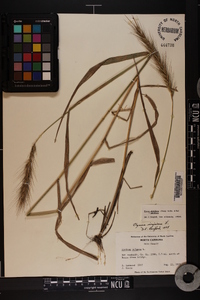 Elymus glabriflorus image