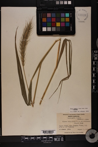 Elymus glabriflorus image