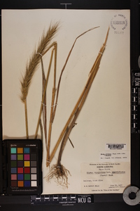 Elymus glabriflorus image