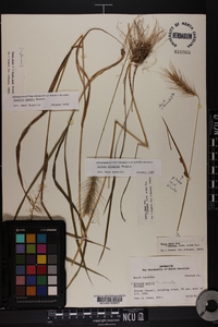 Elymus villosus image