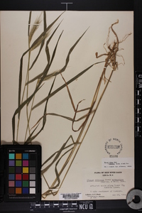 Elymus villosus var. arkansanus image