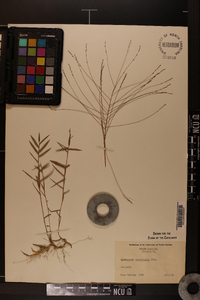 Gymnopogon brevifolius image