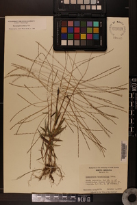 Gymnopogon brevifolius image